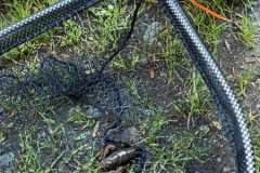 IMG-20230615-WA0052