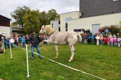 IMG-20251010-WA0009