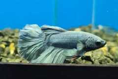 IMG-20250929-WA0007